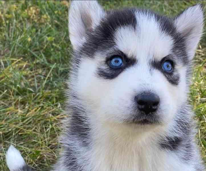 Sibiřský Husky - prodám štěňátka bez pp