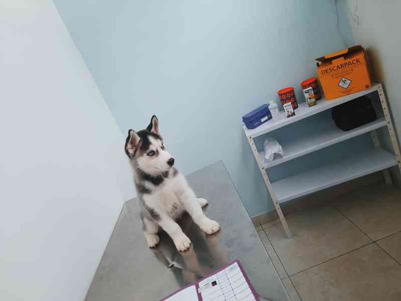 Sibiřský Husky - prodám štěňátka bez pp - foto 3