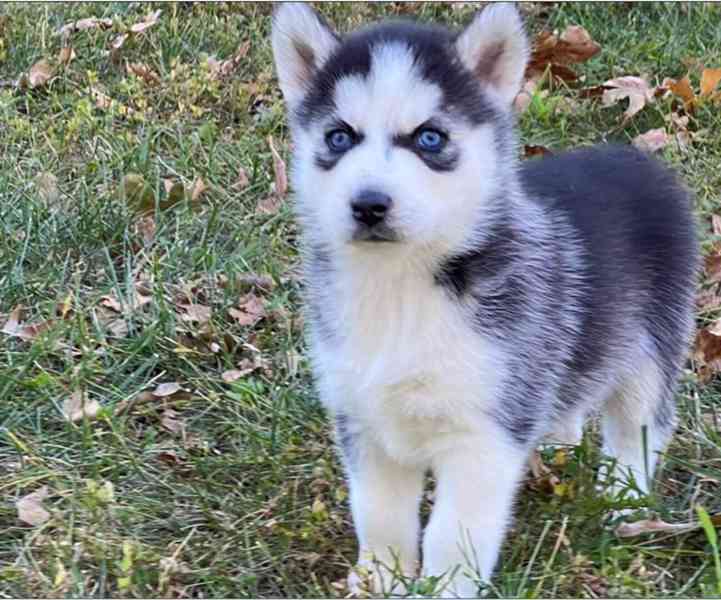 Sibiřský Husky - prodám štěňátka bez pp - foto 2