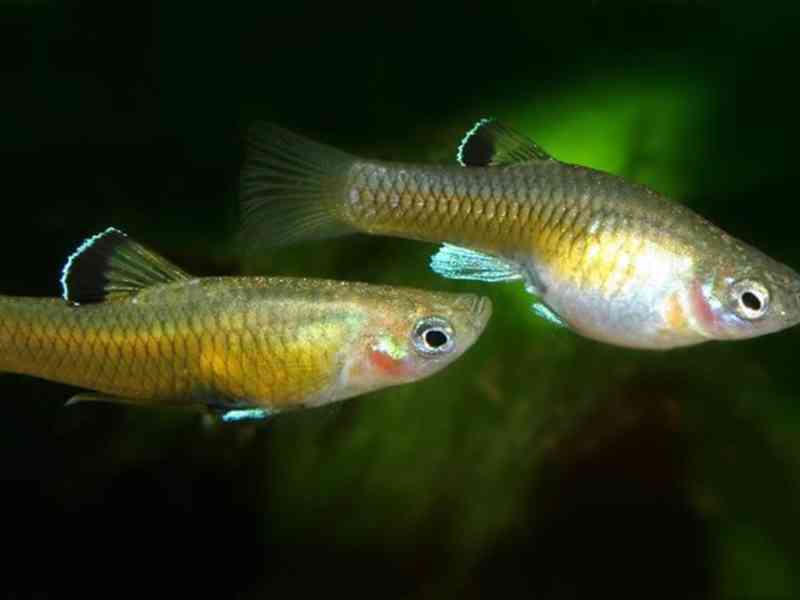 Krátkotělka kostarická Phallichthys tico bazar Hyperinzerce.cz