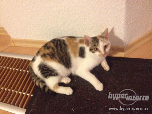 daruji 4 měsíční kotě - foto 1