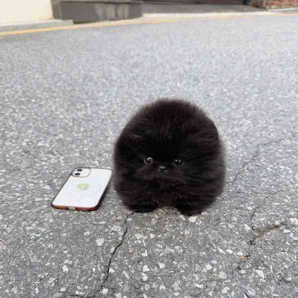 Štěňata pumeranianů na prodej. - foto 1