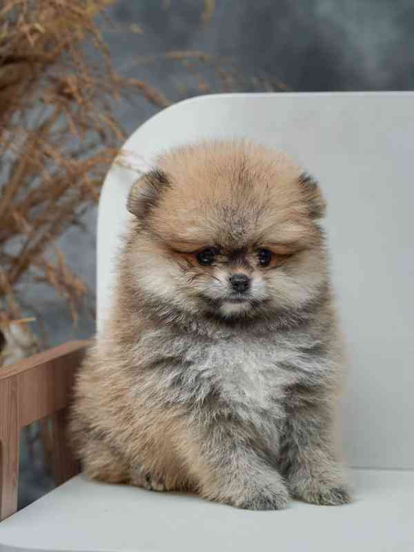 Štěňata pumeranianů na prodej. - foto 3