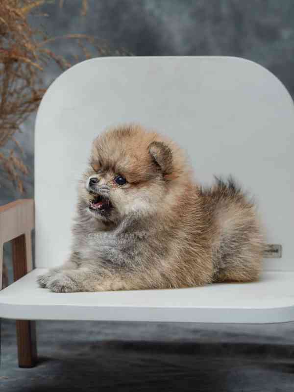 Štěňata pumeranianů na prodej. - foto 2