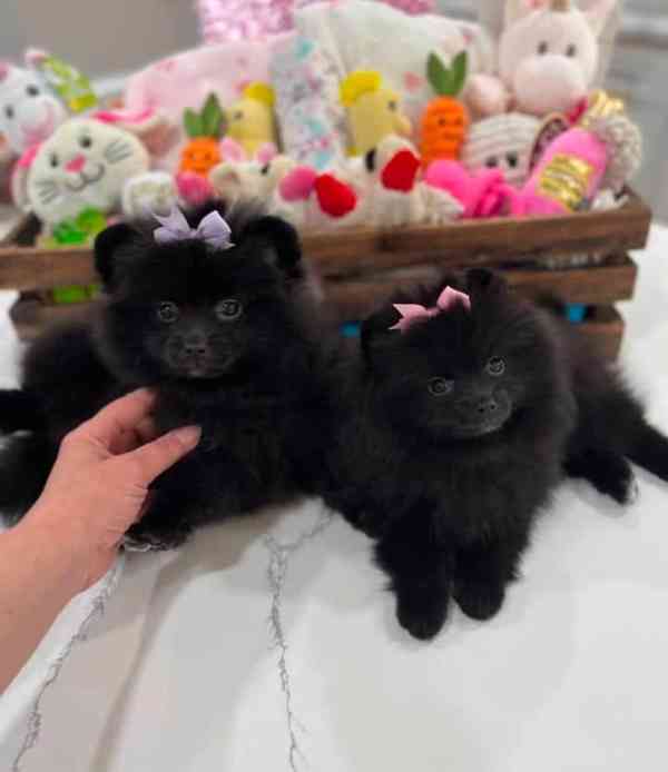 Štěňata pumeranianů na prodej. - foto 5