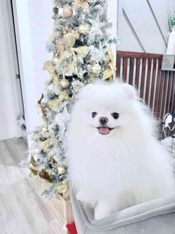 Štěňata pumeranianů na prodej. - foto 4