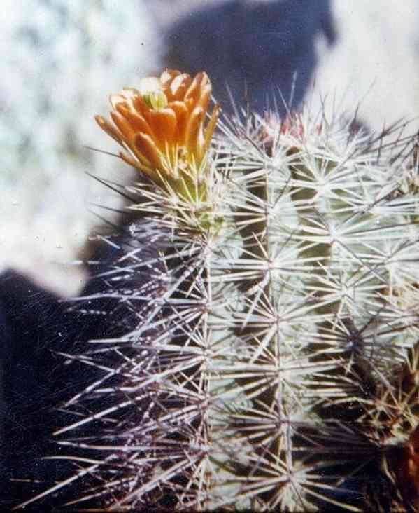 Kaktus Echinocereus neomexicanus - semena