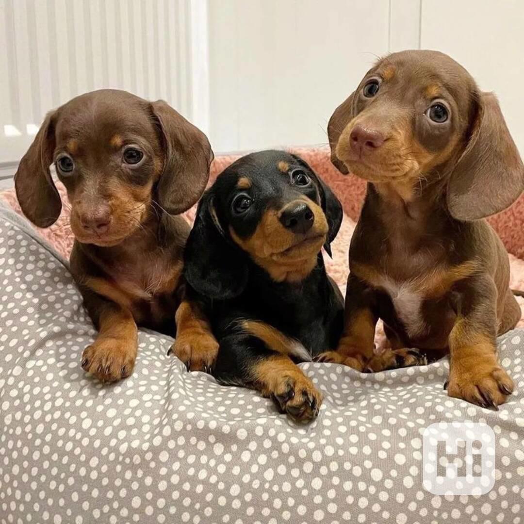 Jezevčík hladkosrstý trpasličí bez PP - foto 1