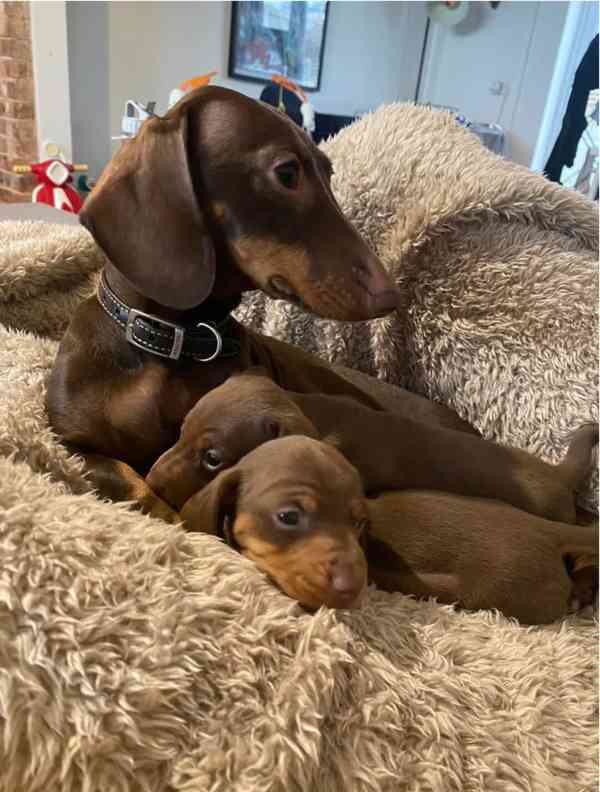 Jezevčík hladkosrstý trpasličí bez PP - foto 2