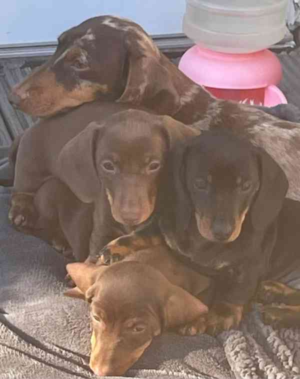 Jezevčík hladkosrstý trpasličí bez PP - foto 3