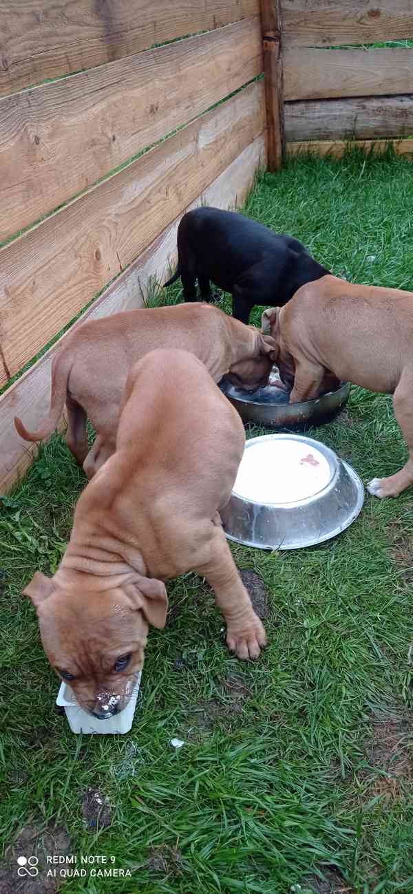 Pitbull štěňata s pp - foto 2