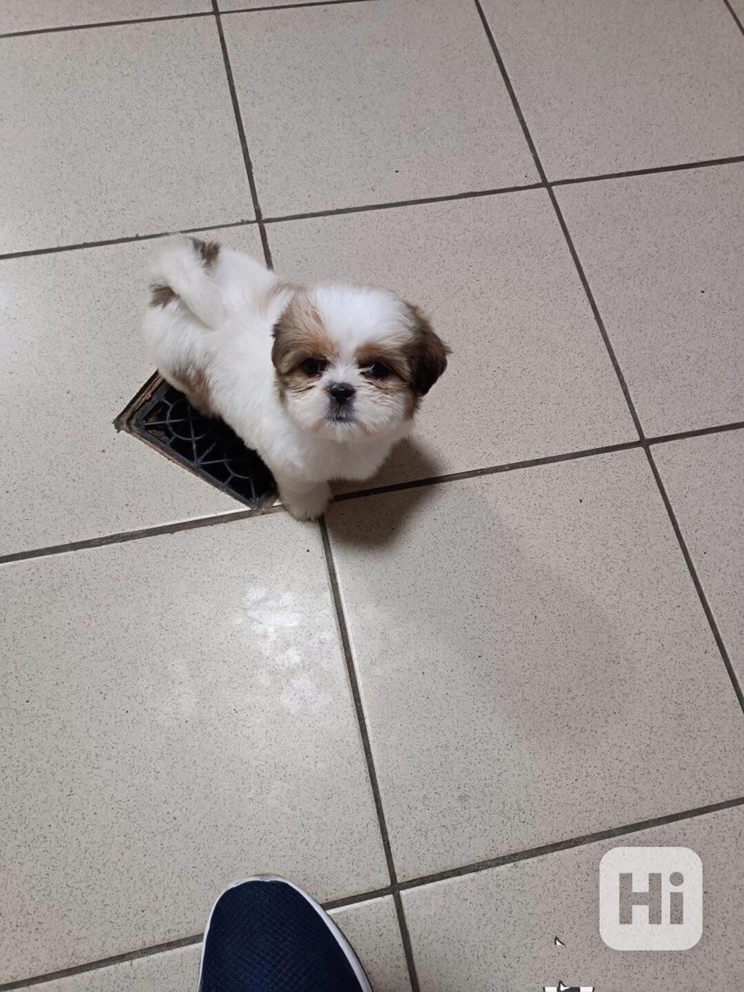 Prodej štěňat Shih-tzu s PP - foto 1