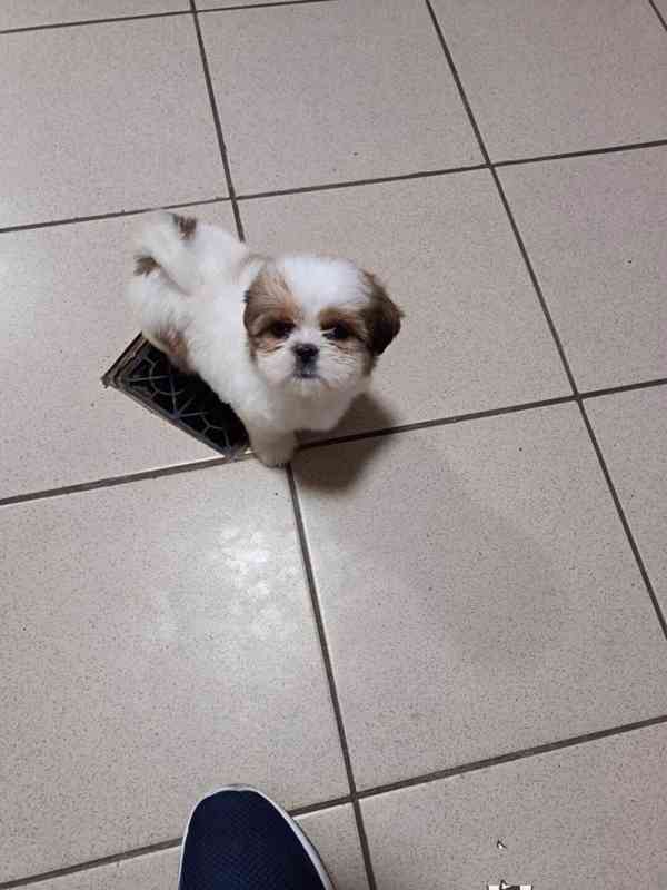 Prodej štěňat Shih-tzu s PP - foto 1