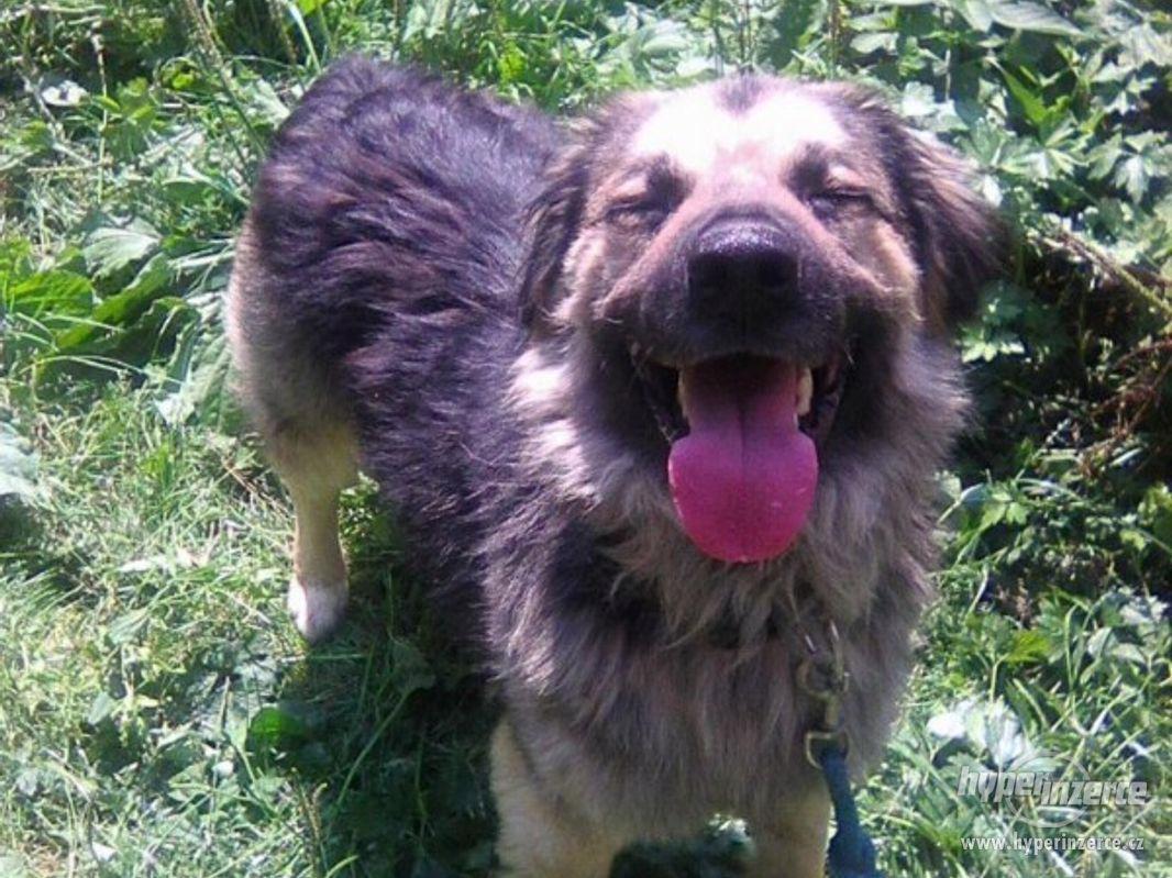 Zmenšený kavkazan - Odyx - foto 1