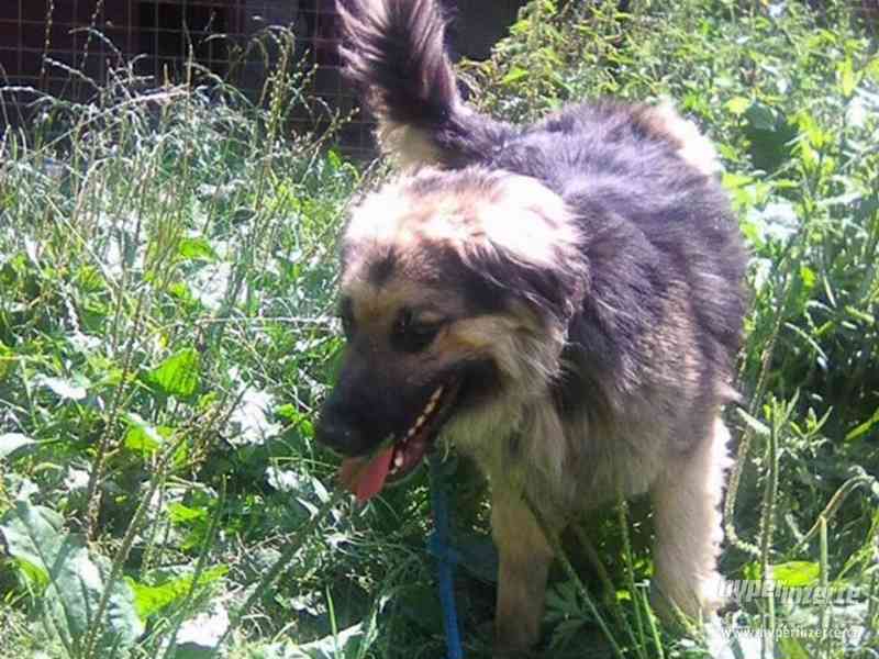 Zmenšený kavkazan - Odyx - foto 2