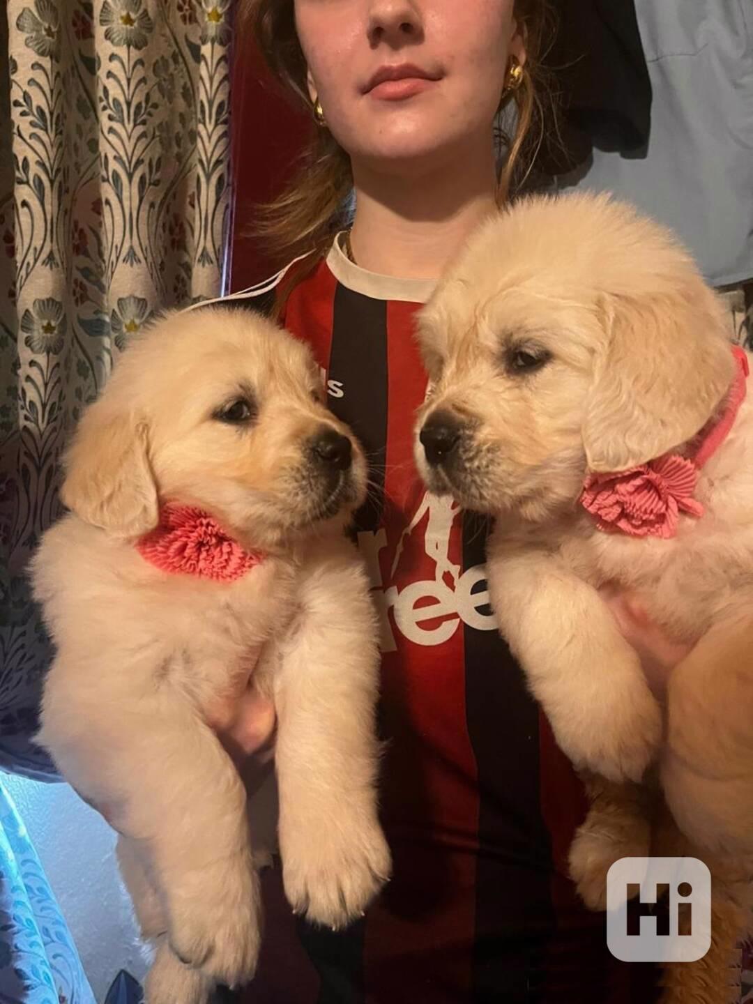 Krásné štěně zlatého retrívra - foto 1