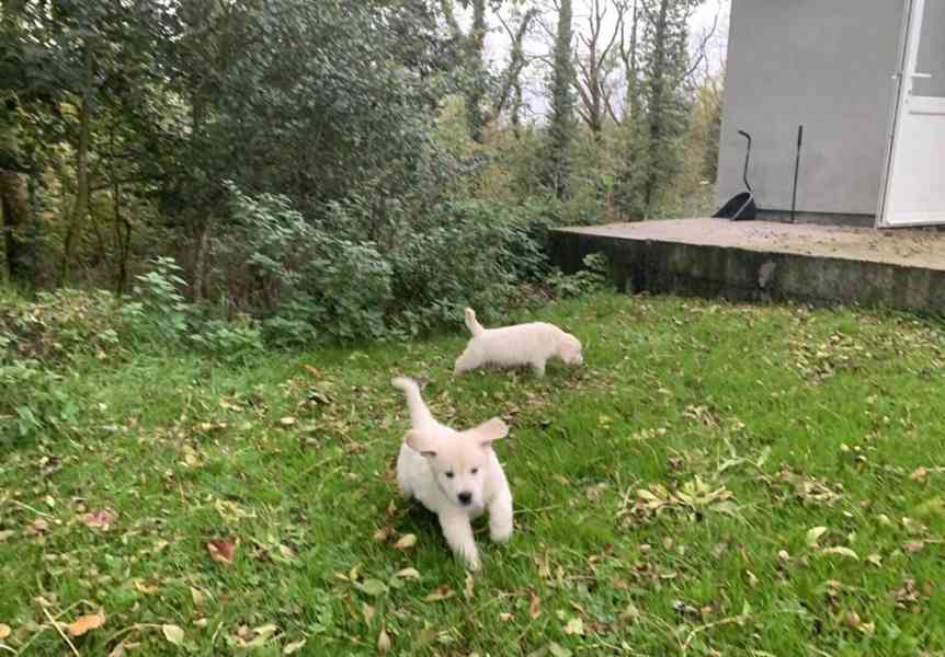 Krásné štěně zlatého retrívra - foto 3