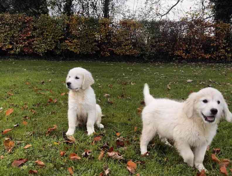 Krásné štěně zlatého retrívra - foto 2