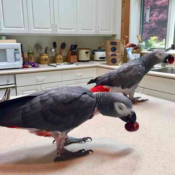 Mluvící pár afrických papoušků šedých