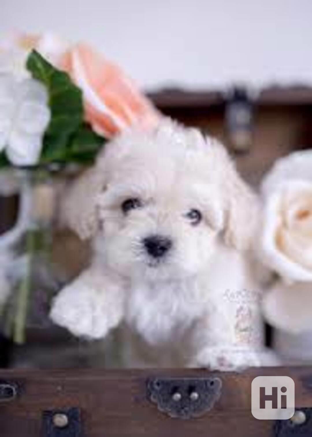 Štěňata Maltipoo připravena do nového domova Štěňata Maltipo - foto 1