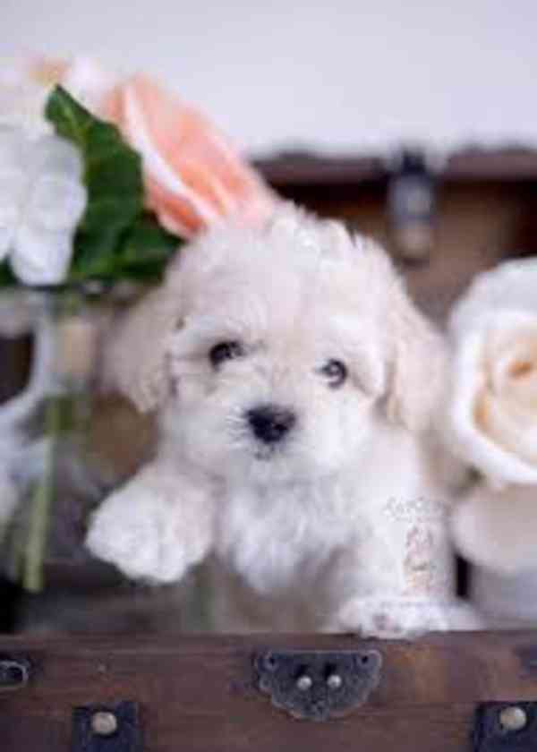 Štěňata Maltipoo připravena do nového domova Štěňata Maltipo - foto 1