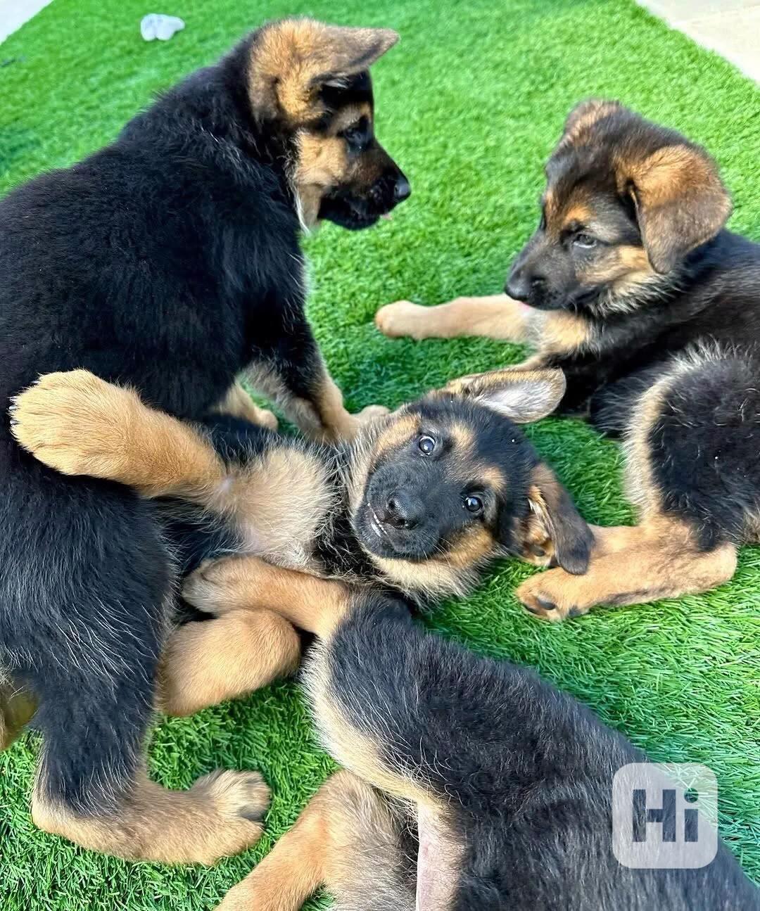 Nejroztomilejší štěňátka!!  - foto 1