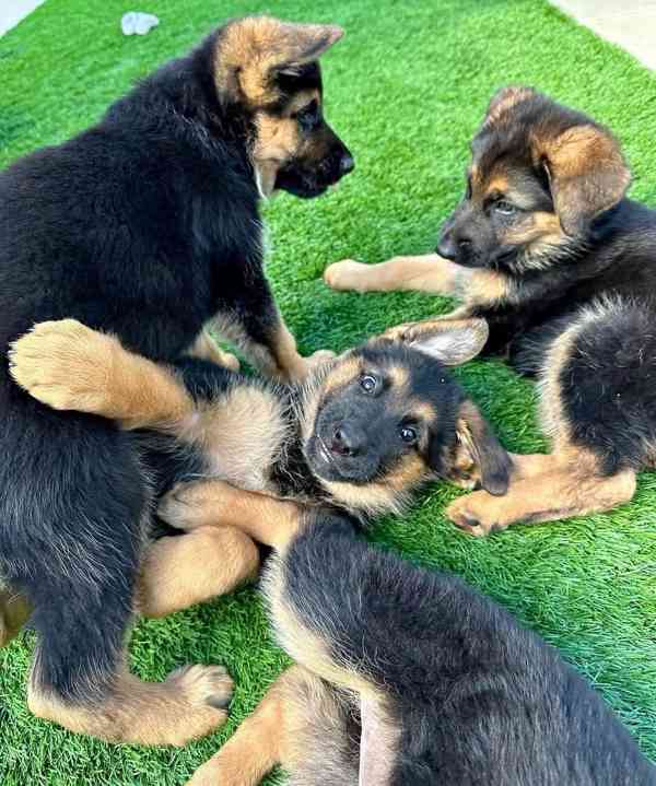 Nejroztomilejší štěňátka!!  - foto 1