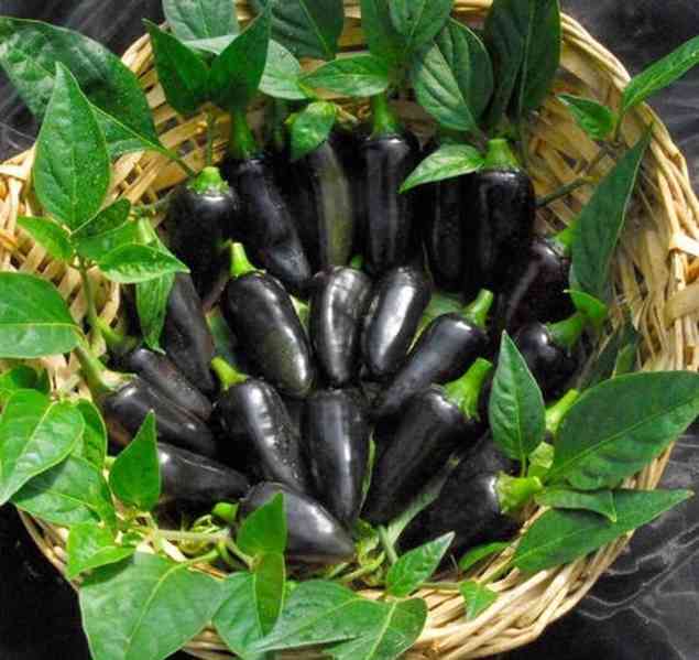 semena chilli Black Hungarian