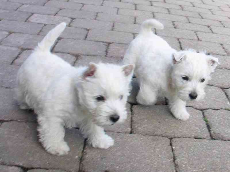Prodám krásná štěňata West Highland White Terrier Zatím máme - foto 1