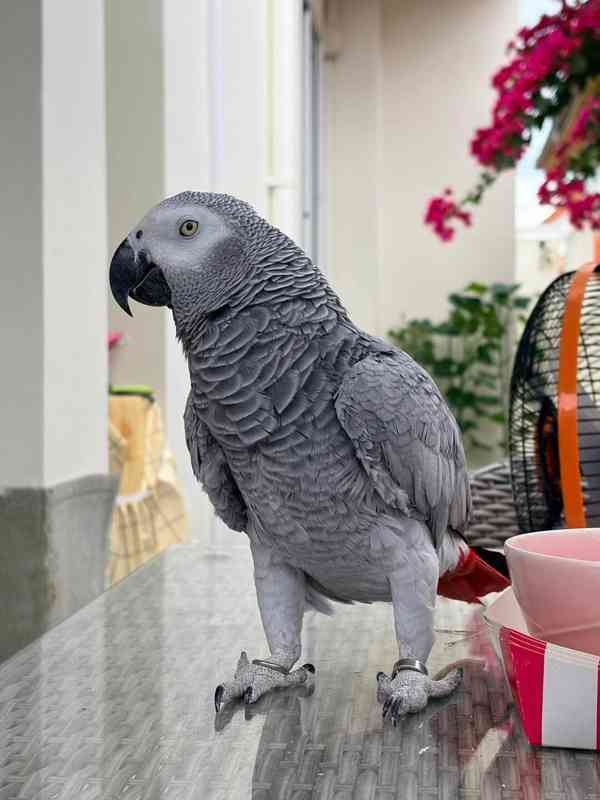 Prodám papouška šedého. - foto 2