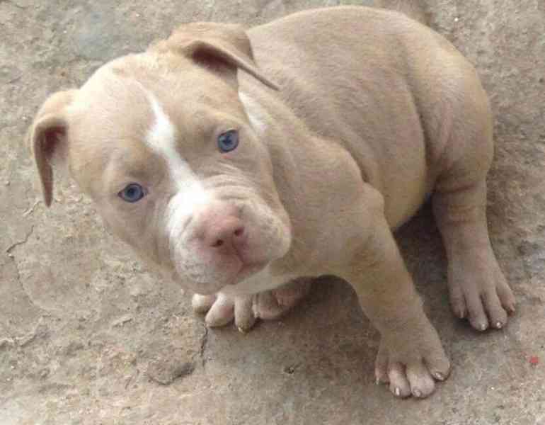 Americký pitbull - foto 2