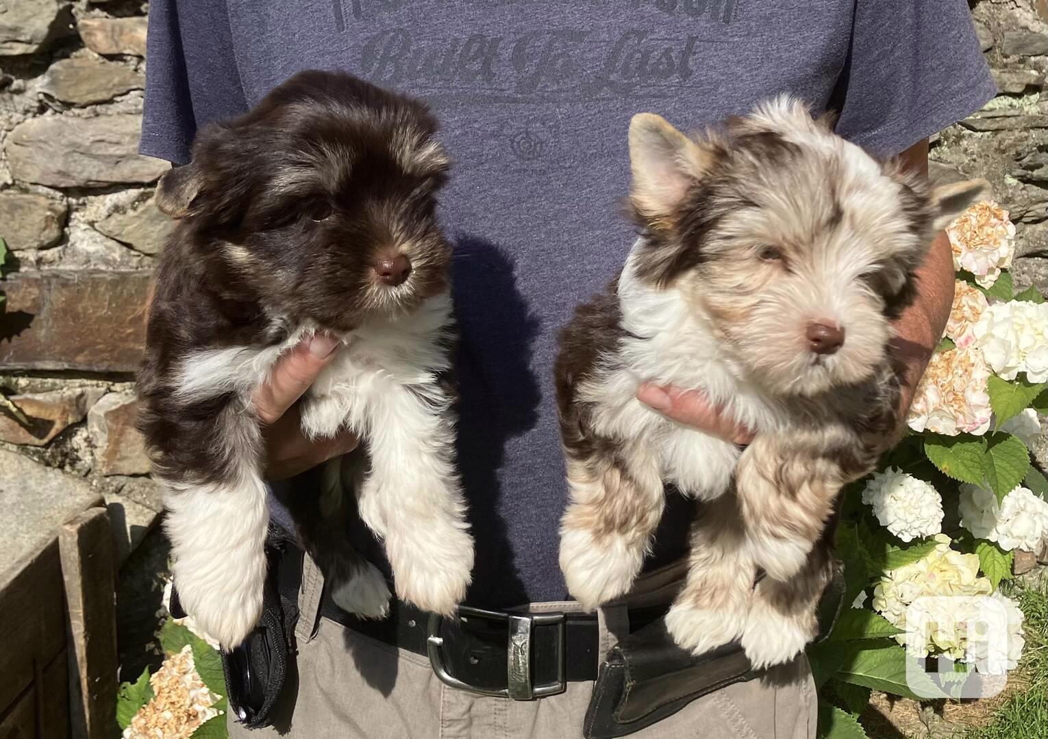 Yorkshire terrier, jorkšírský teriér s pp - foto 1