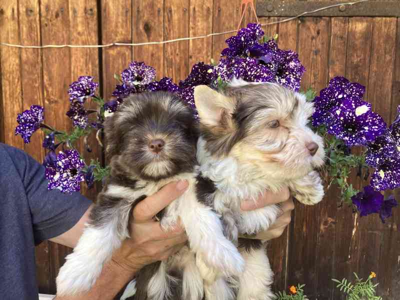 Yorkshire terrier, jorkšírský teriér s pp - foto 5