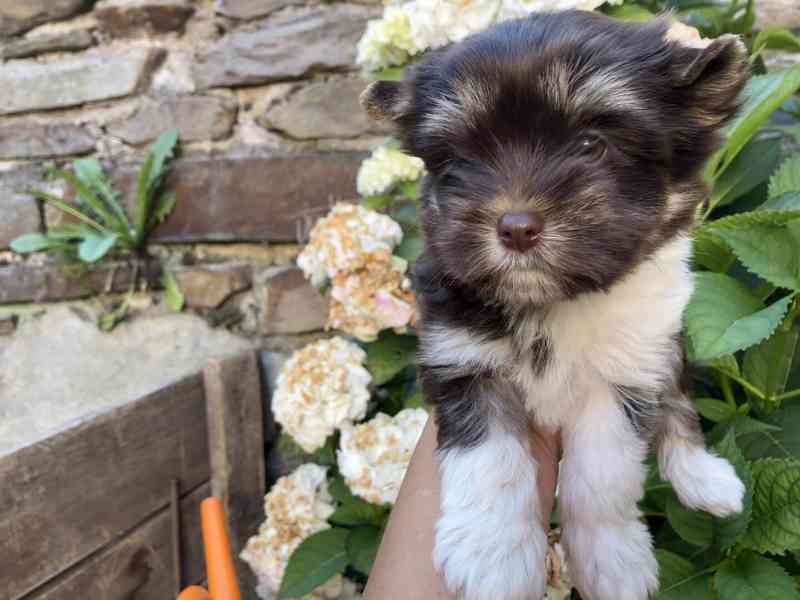 Yorkshire terrier, jorkšírský teriér s pp - foto 4