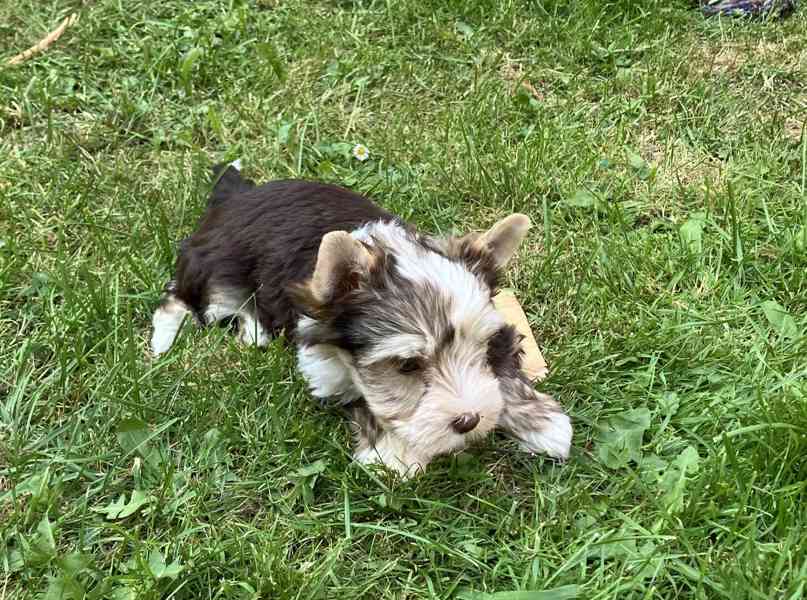 Yorkshire terrier, jorkšírský teriér s pp - foto 6