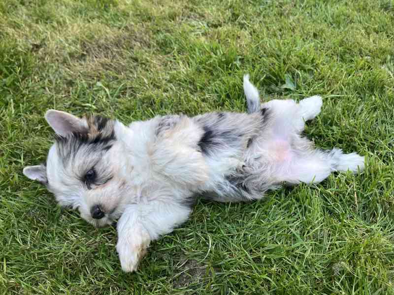 Yorkshire terrier, jorkšírský teriér s pp - foto 2