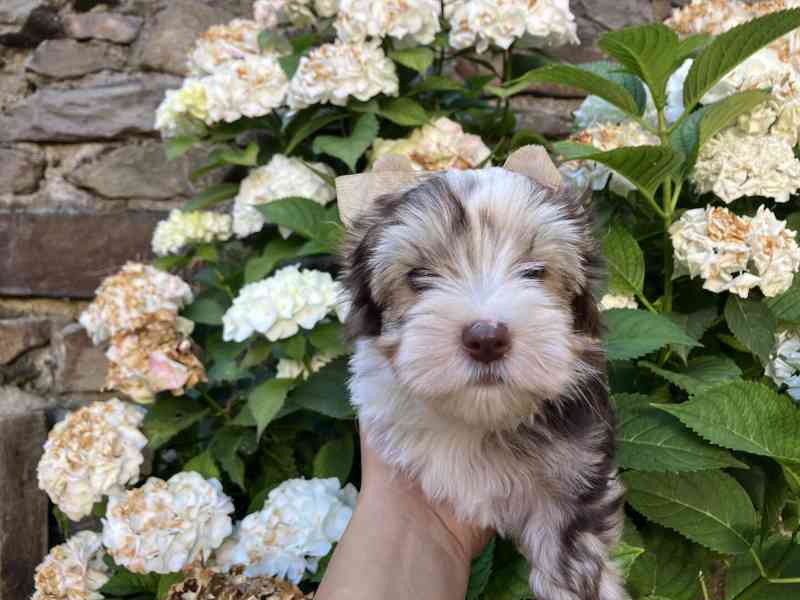 Yorkshire terrier, jorkšírský teriér s pp - foto 7