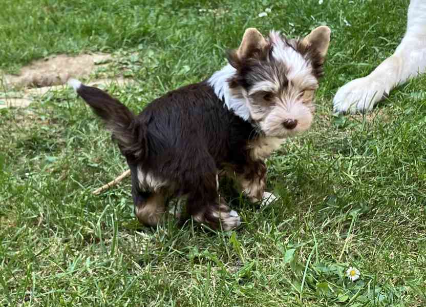 Yorkshire terrier, jorkšírský teriér s pp - foto 3