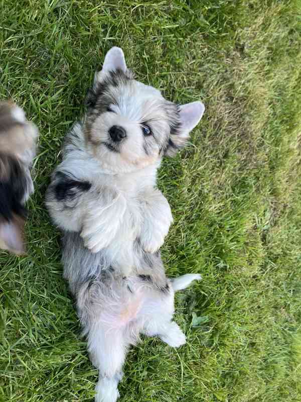 Yorkshire terrier, jorkšírský teriér s pp - foto 8