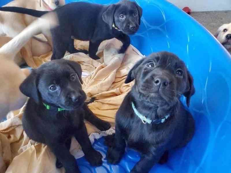 Labrador na prodej - foto 3