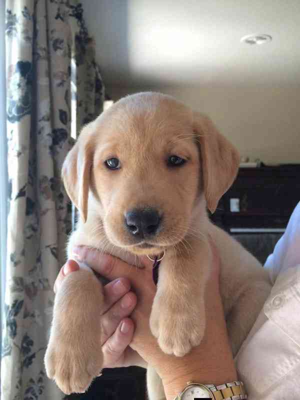 Labrador na prodej - foto 2