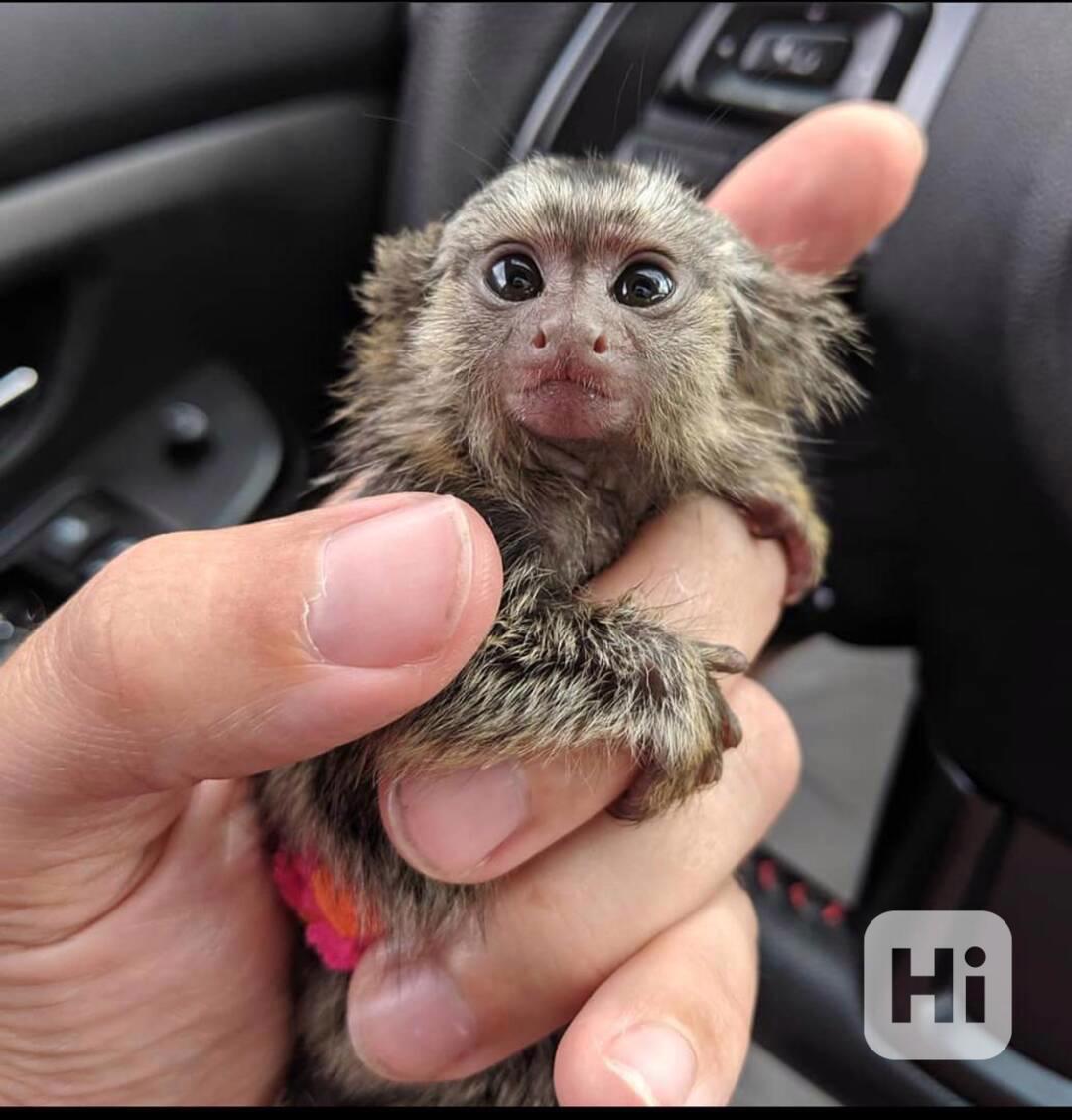 K dispozici samci a samice kosmanů - foto 1