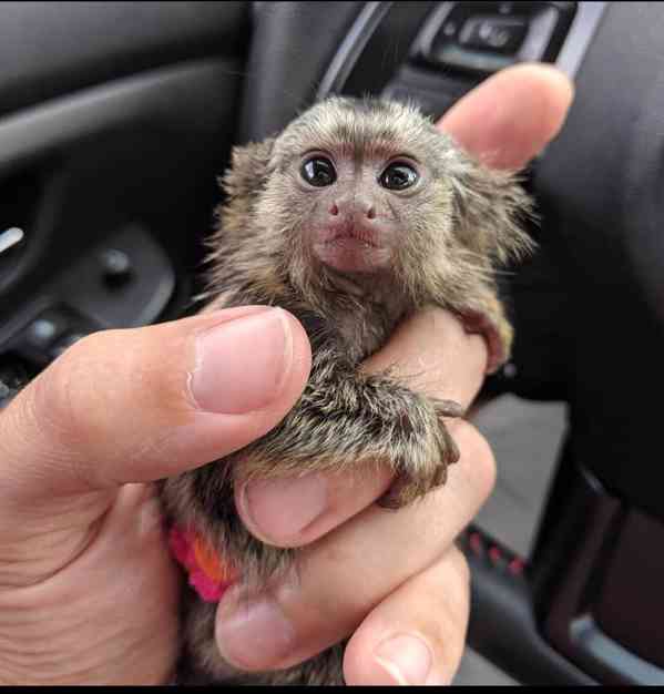 K dispozici samci a samice kosmanů