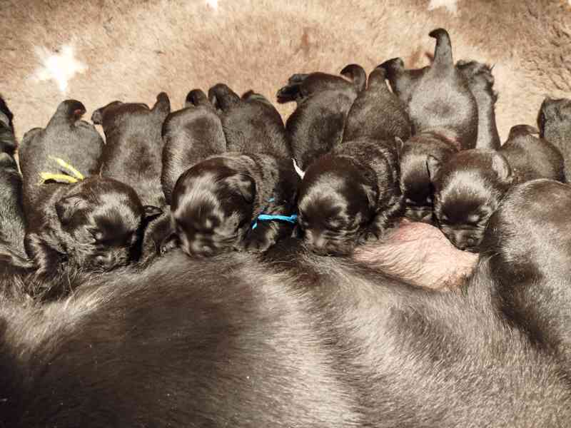 Labradorský retrívr- černá štěňátka s PP - foto 4