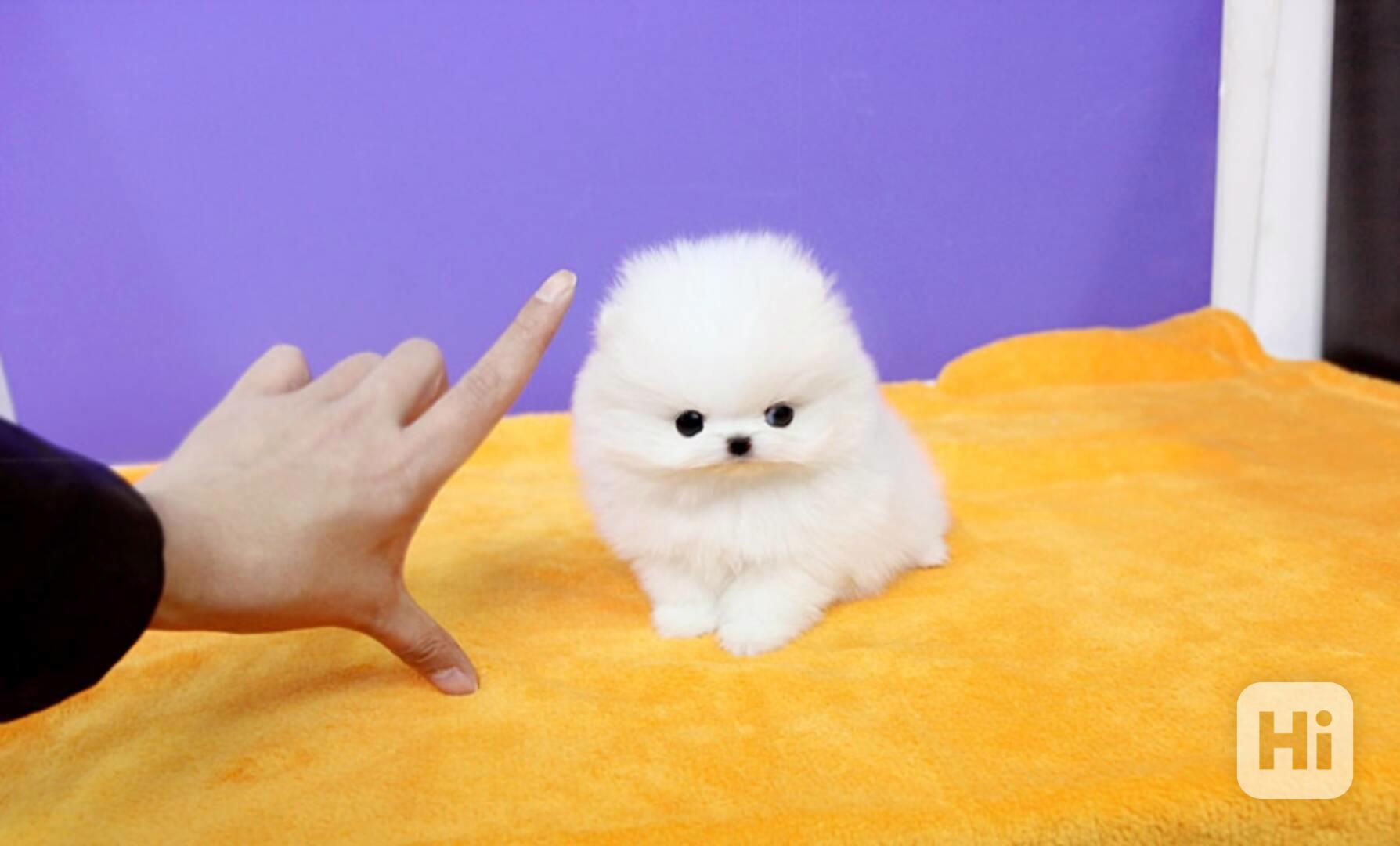 Mikro „teacup“ štěňata plemene pomeranian na prodej - foto 1