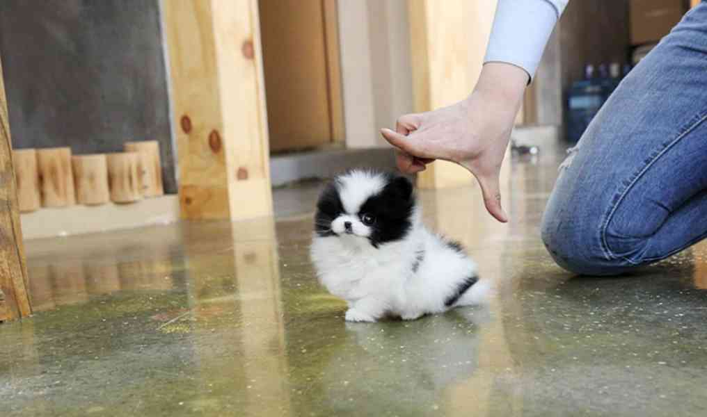Mikro „teacup“ štěňata plemene pomeranian na prodej - foto 2
