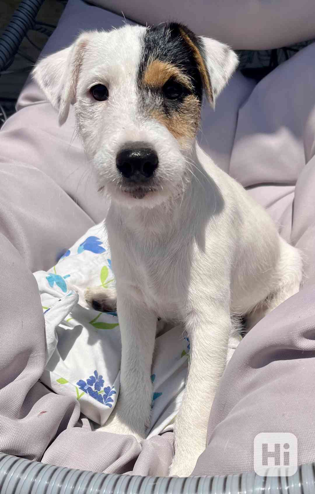 Parson Russell teriér  - foto 1