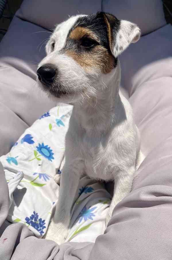 Parson Russell teriér  - foto 3