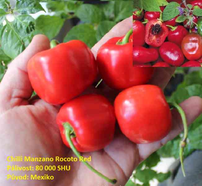 Rostlina chilli Manzano Rocoto Red - foto 1