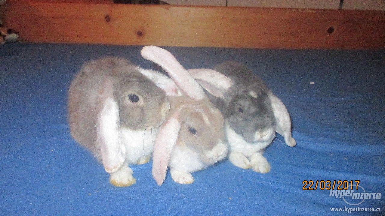 Prodáme zakrslé králíčky - foto 1